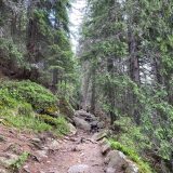 V lese stačí prekonať iba minimálne prevýšenie (Zdroj: Plnielanu.sk/MZ)
