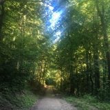 Trasa na Považský hrad vedie prekrásnym lesným prostredím (Zdroj: Plnielanu.sk/Minako)