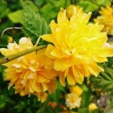 žltý kvet kérie
