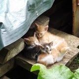 štyri spiace rozkošné mačičky