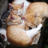 štyri mačiatka spia spolu na drevených doskách