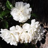 konárik rozkvitnutých bielych ruží