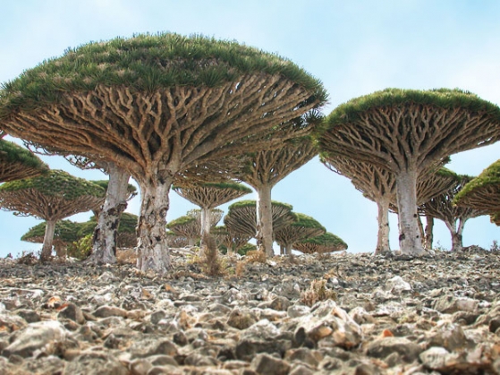 Ostrov Socotra